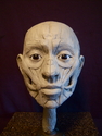 Facial%20Ecorche (thumbnail)
