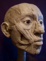 Facial%20Ecorche (thumbnail)
