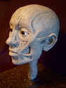 Facial%20Ecorche (thumbnail)