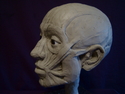 Facial%20Ecorche (thumbnail)