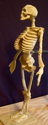 Skeletal%20System (thumbnail)