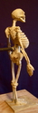 Skeletal%20System (thumbnail)