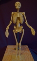 Skeletal%20System (thumbnail)