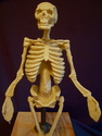 Skeletal%20System (thumbnail)