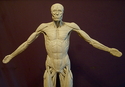 Ecorche (thumbnail)