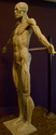 Ecorche (thumbnail)