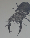 European%20Stag%20Beetle (thumbnail)