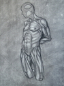 Muscular%20Delineations (thumbnail)