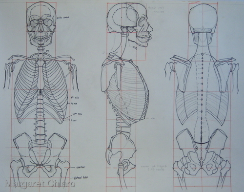 Torso-Skeletal (large view)