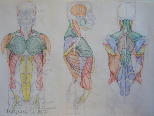 Torso-Muscular (large view)