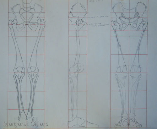 Leg-Skeletal (large view)