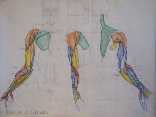 Arm-Muscular (large view)