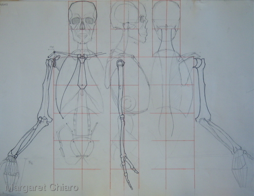 Arm-Skeletal (large view)