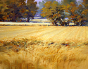 Harvest Fields