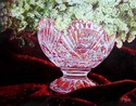 Queen Anne's Lace in Crystal