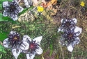 African%20Bride%20Nigella (thumbnail)