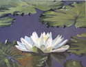 Painting--Oil-BotanicalNight blooming lily