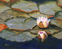 Painting--Oil-BotanicalMorning Dew