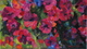 Painting-Garden Fever