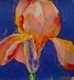 Painting--Pastels-FloralLone Iris