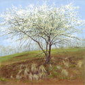 Old%20Plum%20Tree (thumbnail)