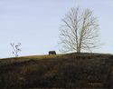 Last%20Cow%2C%20Last%20Light (thumbnail)
