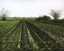 Steve%27s%20Garden (thumbnail)