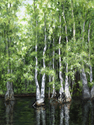 Young%20Cypress%20Grove (thumbnail)