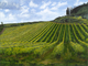 Painting--Acrylic-LandscapeTuscany Vineyard