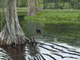 Painting--Acrylic-LandscapeWakulla Springs Anhinga and Turtle