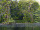 Painting--Acrylic-LandscapeWakulla Springs  Woodland Passage