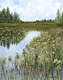 Painting--Acrylic-LandscapeOkefenokee Swamp in Bloom