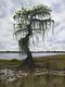 Painting--Acrylic-LandscapeOld Cypress at Ocean Pond