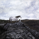Painting--Acrylic-LandscapeTwo Horses