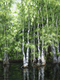 Painting--Acrylic-LandscapeYoung Cypress Grove