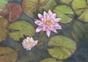 water lily, fish, color pencil, drawing, Prismacolor, Margo Aasland, Michigan, Michigan Artist, Artist, Flowers, Botanical, http://www.milupus.org/, LUPUS,  -  Drawing