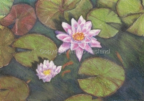 Drawing-Water Lily