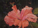 Hibiscus