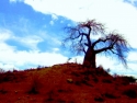 Baobob%20Tree (thumbnail)