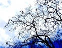 Sausage%20Tree (thumbnail)