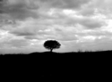 Lone (thumbnail)