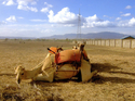 Camel (thumbnail)