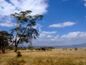 One%20Elephant (thumbnail)