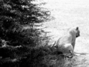 Untitled (thumbnail)