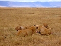 Huddle (thumbnail)