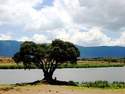 Lunch%20Tree (thumbnail)