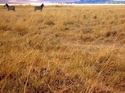 Zebras%20Up%20Top (thumbnail)