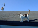Cat%20on%20Roof (thumbnail)