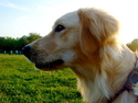 Bailey (thumbnail)