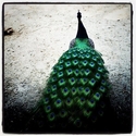 Peacock (thumbnail)